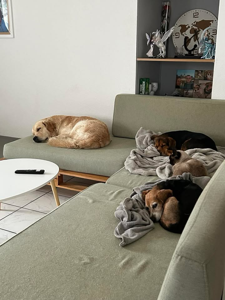 Garde canine familiale — chiens accueillis à la maison