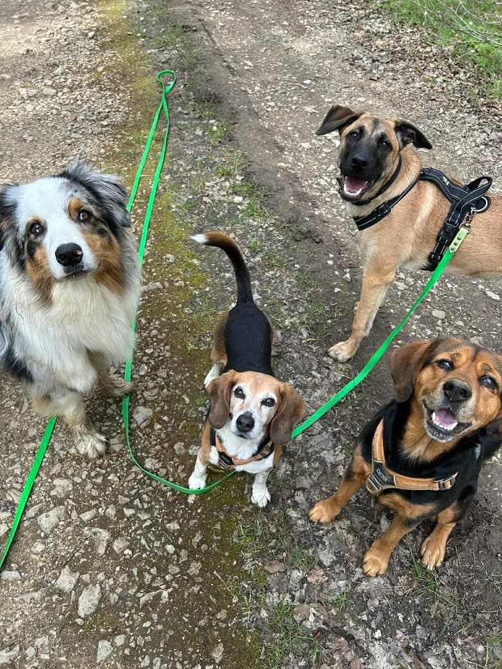 Promenades canines en pleine nature — sorties adaptées au rythme de chaque chien