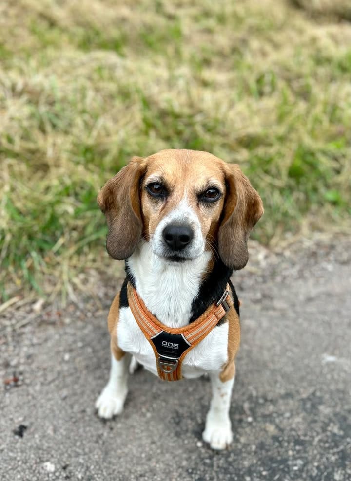 Chien en promenade avec Zenimaux