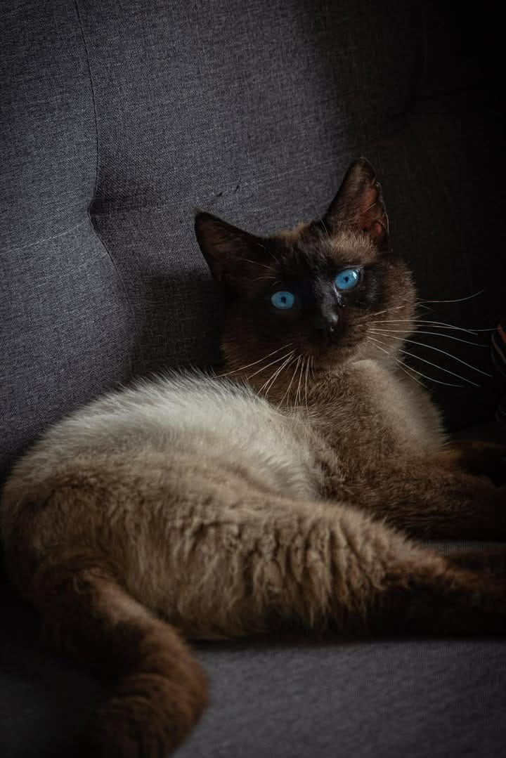 Animaux en garde chez Zenimaux